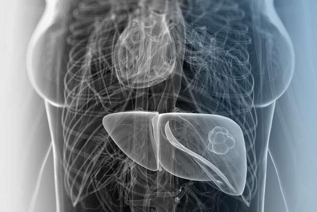 Translucent illustration of body displaying heart and liver