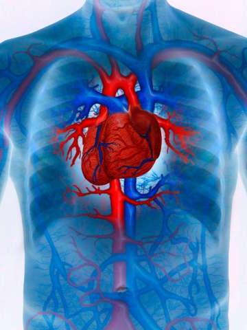 Man with enhanced cardiovascular system
